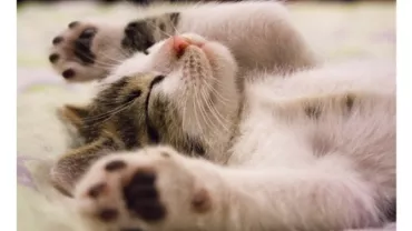 A sleeping kitten with paws stretched out on a blanket.